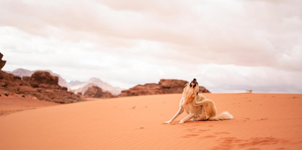 Stars Life Camp-Tour Hotel Wadi Rum Esterno foto